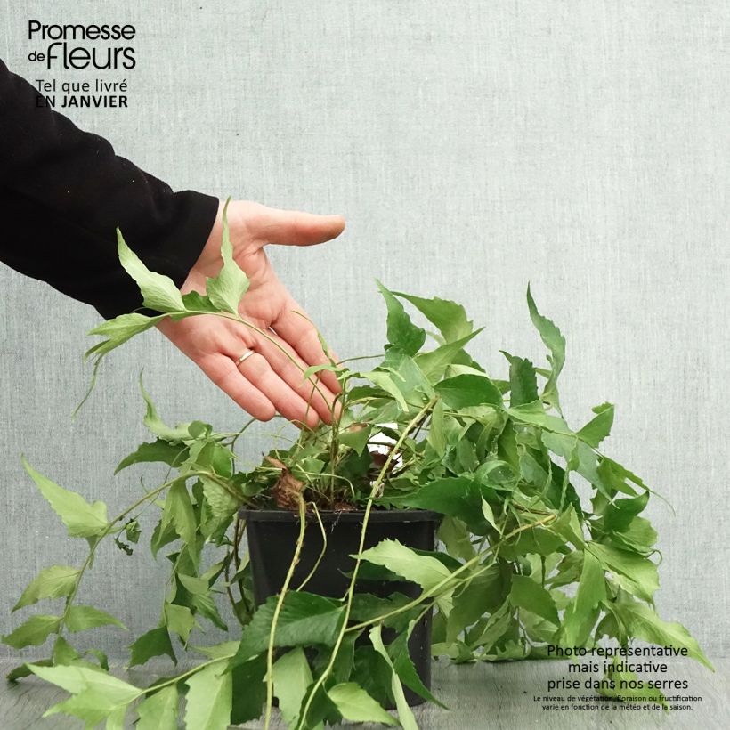 Exemplar von Cyrtomium falcatum - Mond-Sichelfarn Topf mit 2L/3L wie im Winter geliefert