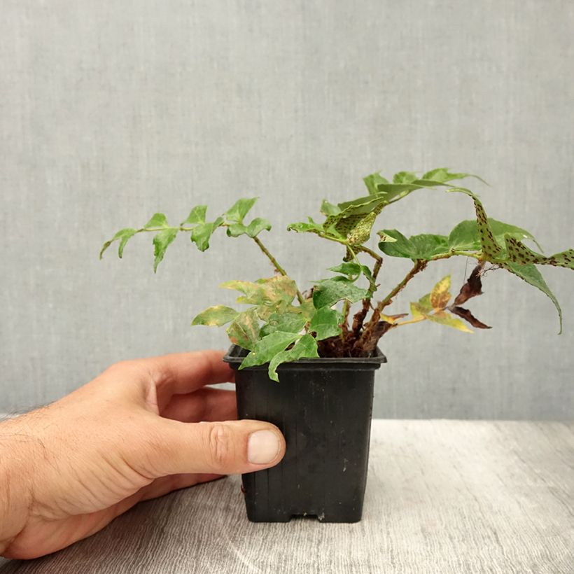 Exemplar von Cyrtomium falcatum Spin Cycle - Mond-Sichelfarn Kleine Töpfe von 8/9 cm wie im Sommer geliefert