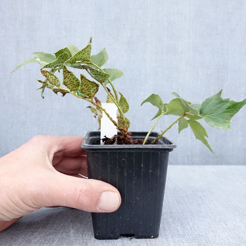 Exemplar von Cyrtomium falcatum Spin Cycle - Mond-Sichelfarn Kleine Töpfe von 8/9 cm wie im Frühjahr geliefert