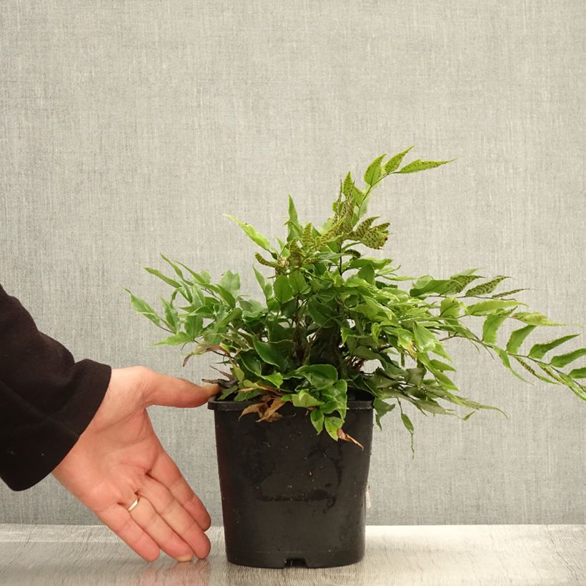 Example of Cyrtomium fortunei - Fortunes Sichelfarn Topf mit 2L/3L as you get in automne