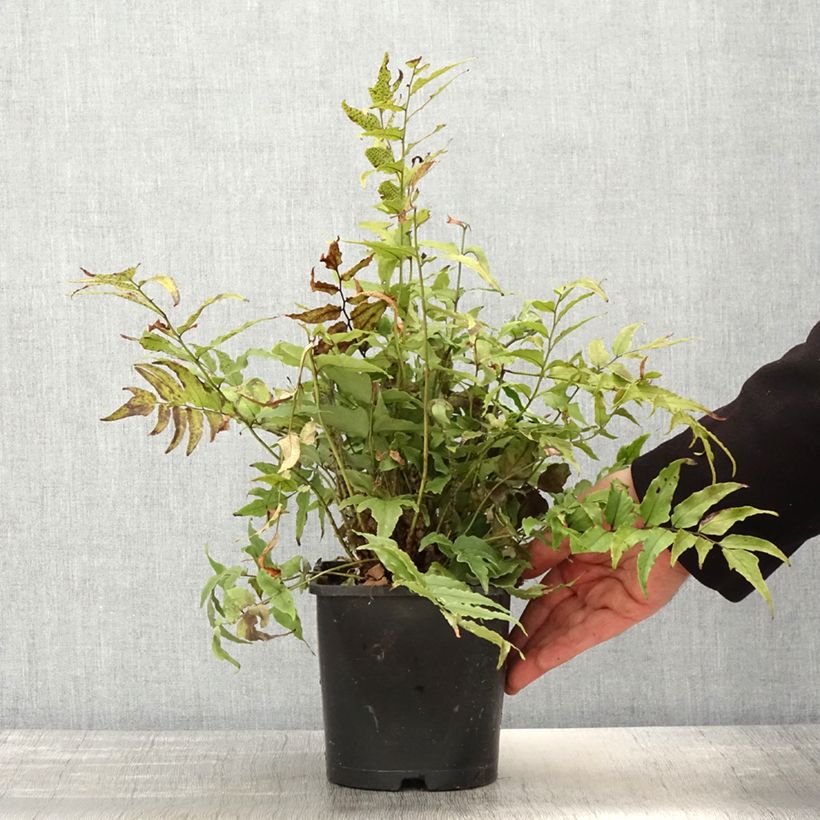 Exemplar von Cyrtomium fortunei var. clivicola - Fortunes Sichelfarn Topf mit 2L/3L wie im Frühjahr geliefert