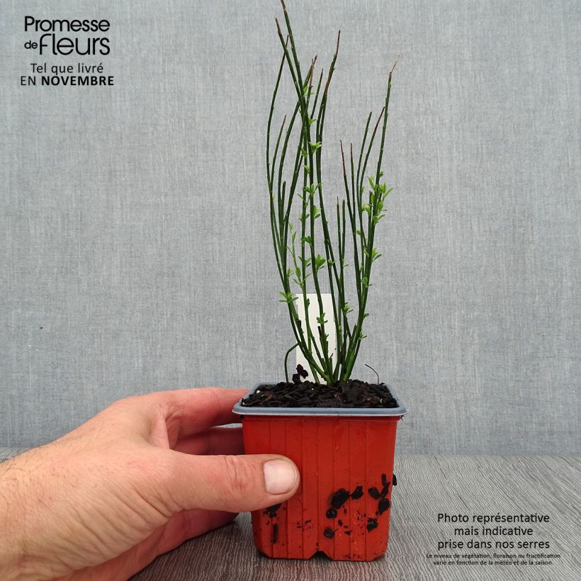 Example of Besenginster Zeelandia - Cytisus procumbens Kleine Töpfe von 8/9 cm as you get in automne