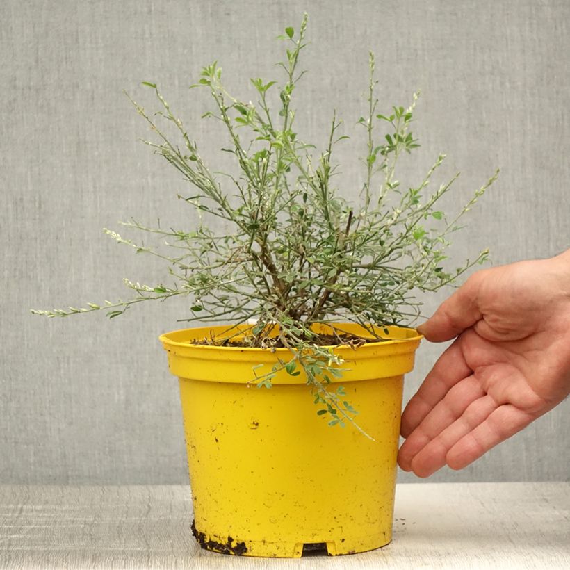 Example of Cytisus spachiana Phebus - Geißklee Topf mit 2L/3L as you get in ete