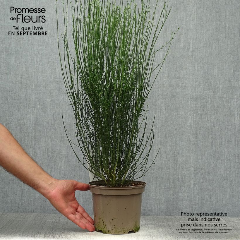 Example of Edelginster Apricot Gem - Cytisus scoparius Topf mit 2L/3L as you get in automne