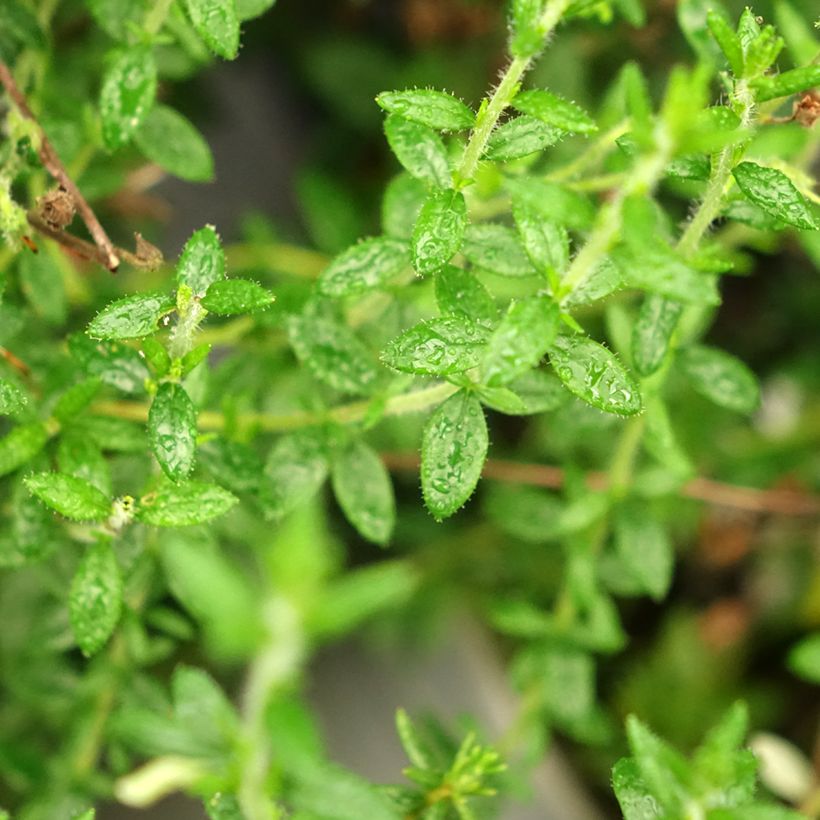 Irische Heide Alba - Daboecia cantabrica (Foliage)