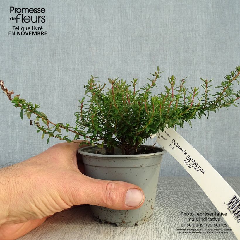 Example of Irische Heide - Daboecia cantabrica Topf 12 cm / 13 cm as you get in automne