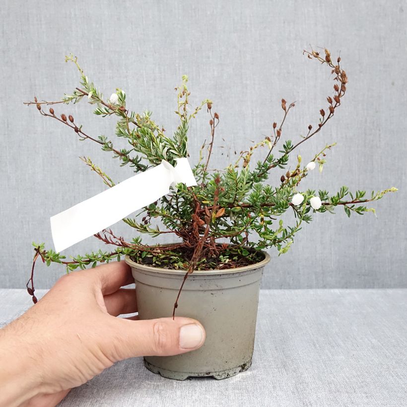Exemplar von Irische Heide Creeping White - Daboecia cantabrica Topf 10 cm/11cm wie im Herbst geliefert