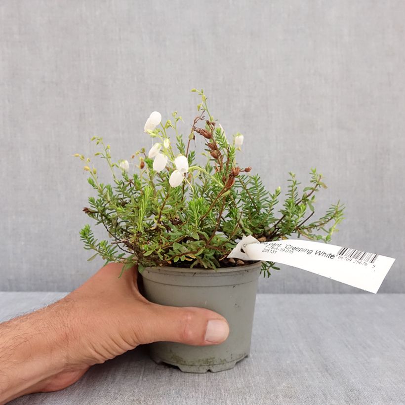 Example of Irische Heide Creeping White - Daboecia cantabrica Topf 12 cm / 13 cm as you get in ete