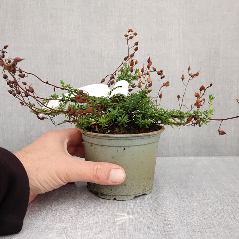 Exemplar von Irische Heide Cupido - Daboecia cantabrica Topf 10 cm/11cm wie im Herbst geliefert