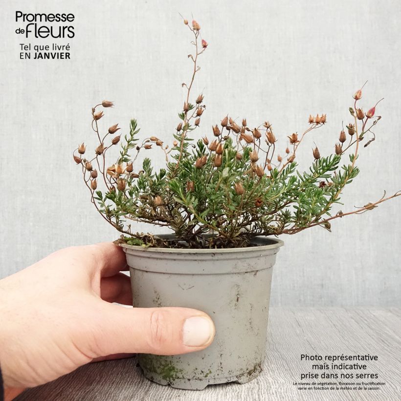 Example of Irische Heide Cupido - Daboecia cantabrica Topf 12 cm / 13 cm as you get in hiver