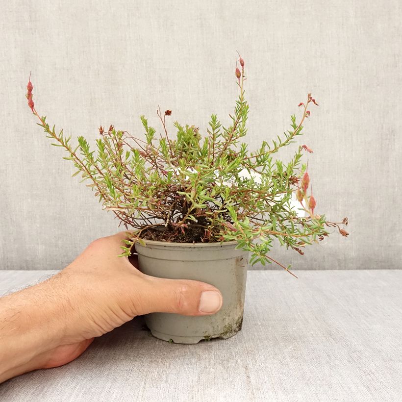 Example of Irische Heide Vanessa - Daboecia cantabrica Topf 12 cm / 13 cm as you get in ete
