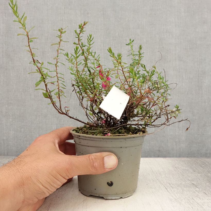 Exemplar von Irische Heide Waley's Red - Daboecia cantabrica Topf 12 cm / 13 cm wie im Sommer geliefert