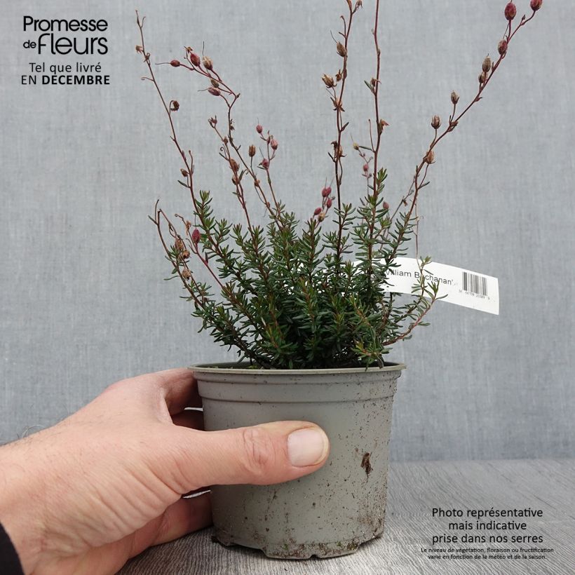 Example of Daboecia scotica William Buchanan - Irische Glockenheide Topf 12 cm / 13 cm as you get in automne
