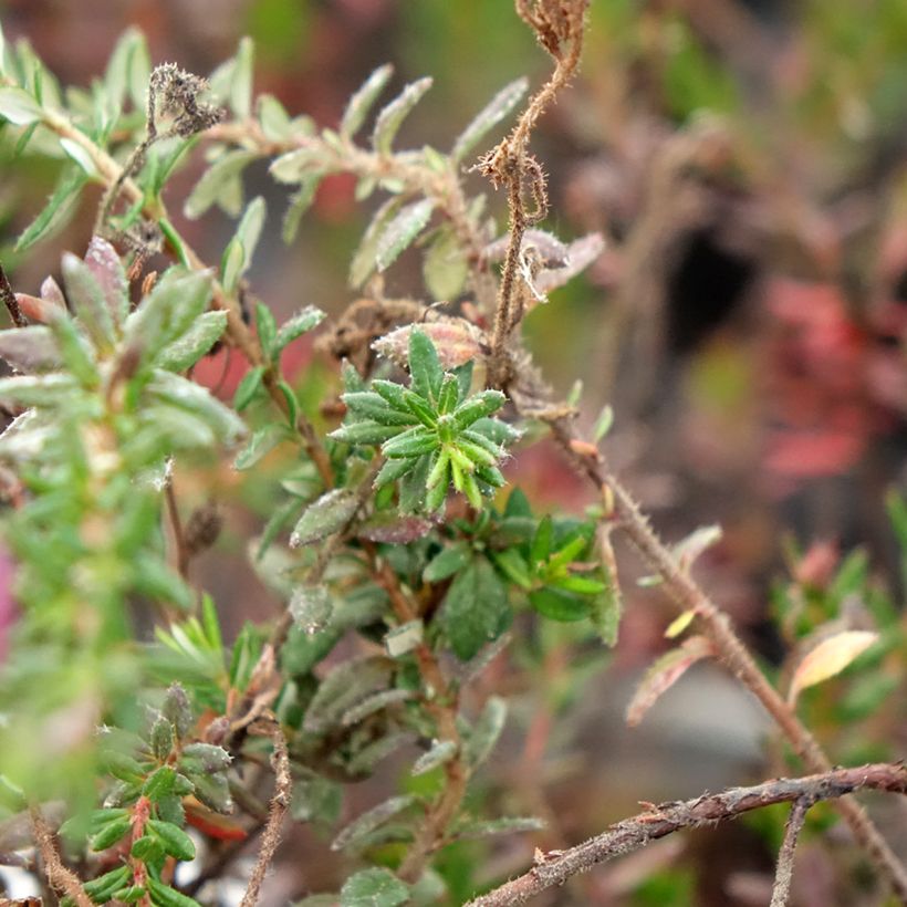 Daboecia scotica William Buchanan - Irische Glockenheide (Foliage)