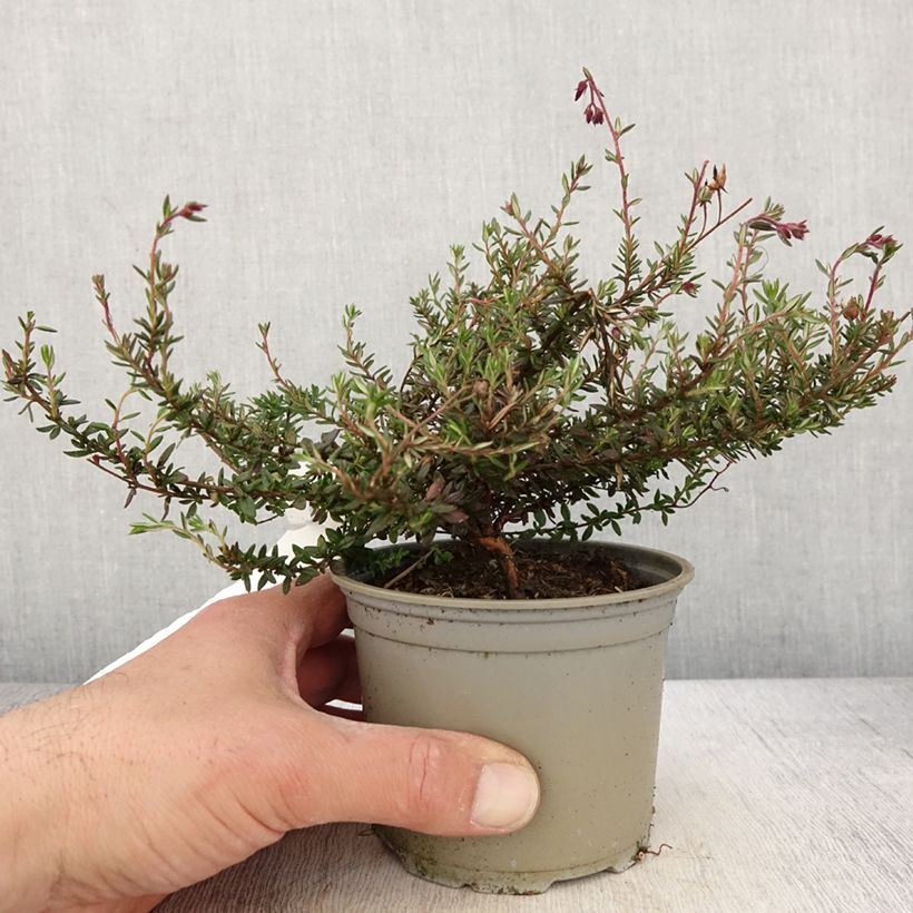 Example of Irische Glockenheide Goscote - Daboecia scotica Topf 12 cm / 13 cm as you get in printemps
