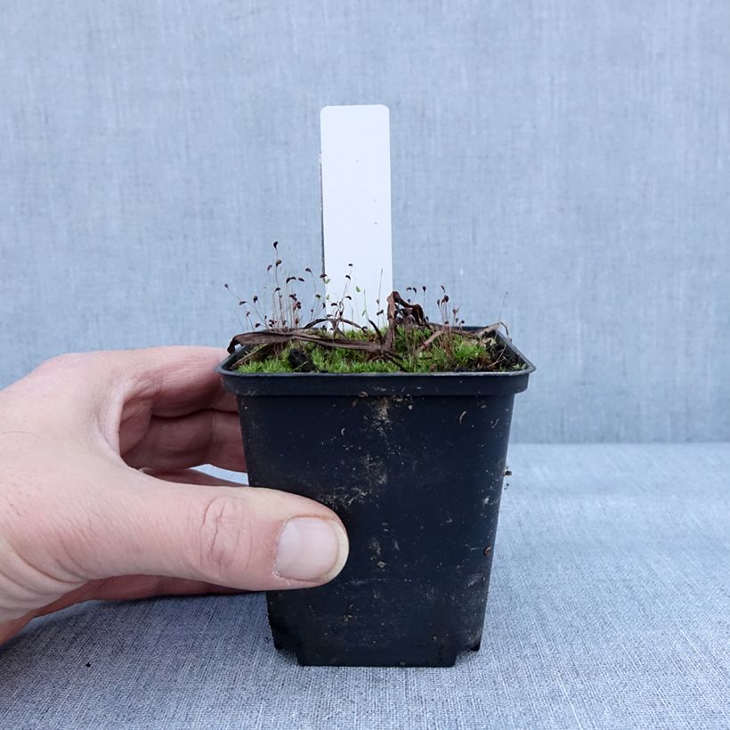 Exemplar von Dactylorhiza Foliorella - Knabenkraut Kleine Töpfe von 8/9 cm wie im Winter geliefert