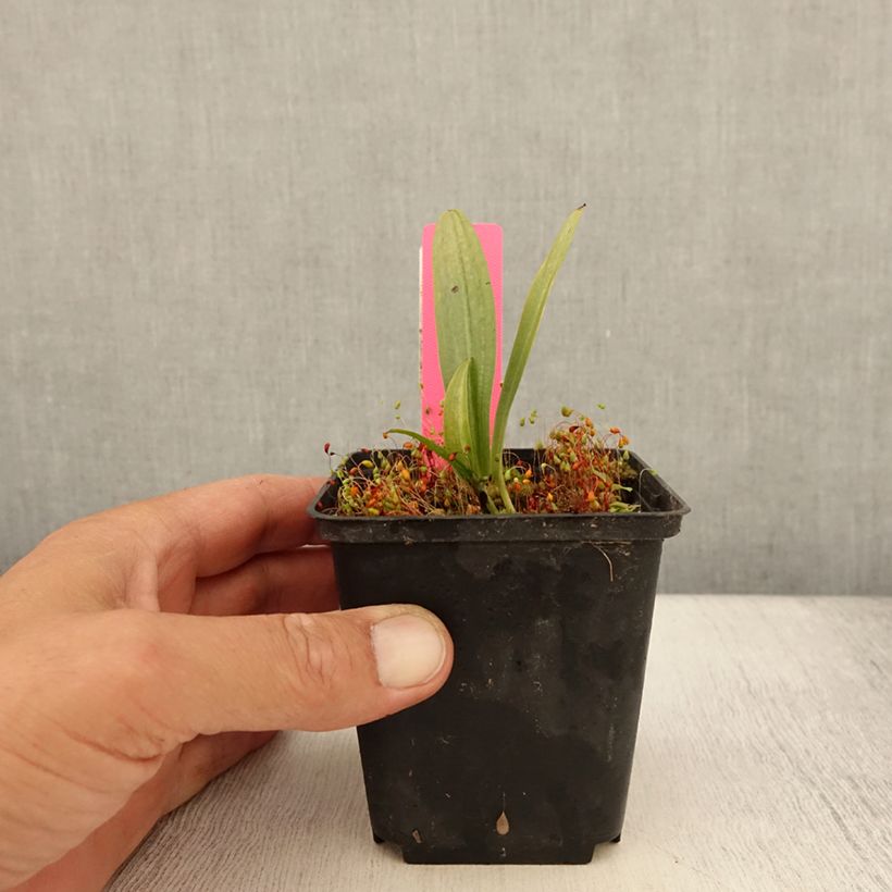 Exemplar von Dactylorhiza fuchsii - Knabenkraut Kleine Töpfe von 8/9 cm wie im Sommer geliefert