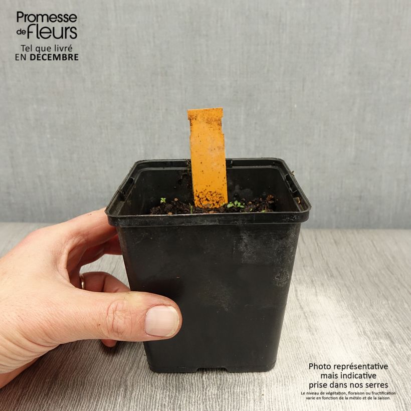 Exemplar von Dactylorhiza maculata - Knabenkraut Kleine Töpfe von 8/9 cm wie im Winter geliefert