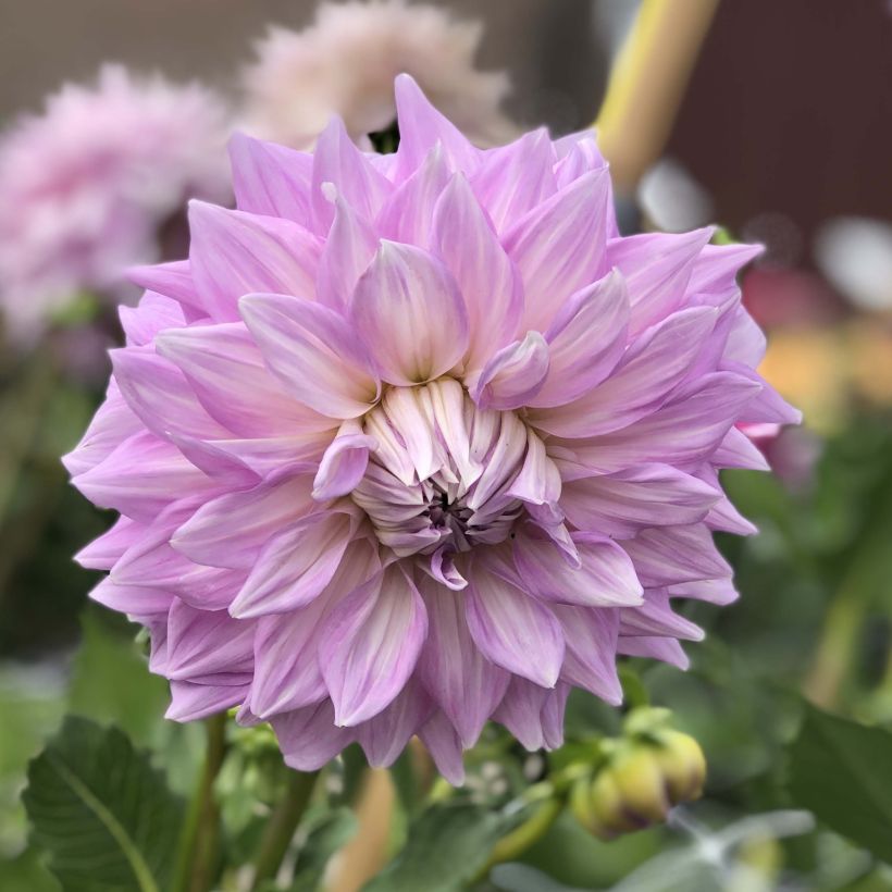 Schmuck-Dahlie Almand s Joy (Flowering)