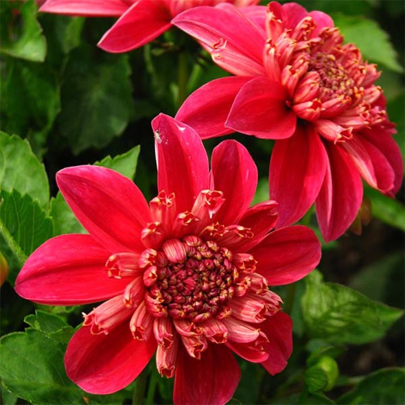 Anemonenblütige Dahlie Inca (Flowering)