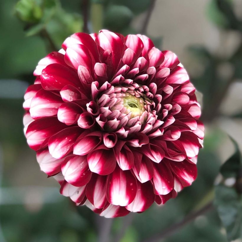 Pompon-Dahlie Cum Laude (Flowering)