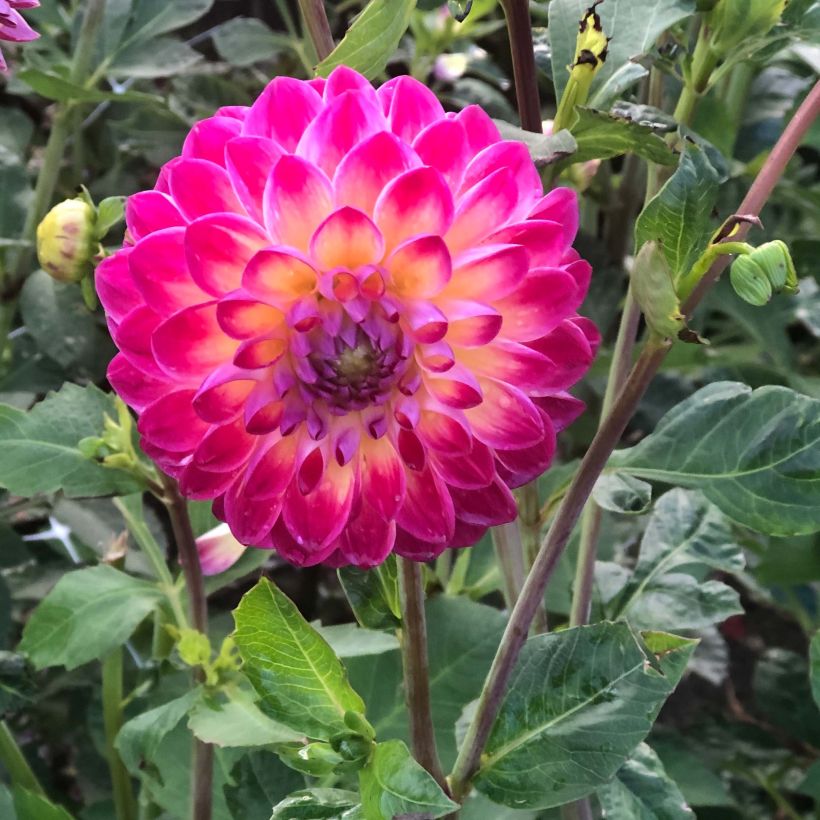 Pompon-Dahlie Hapet Daydream (Flowering)