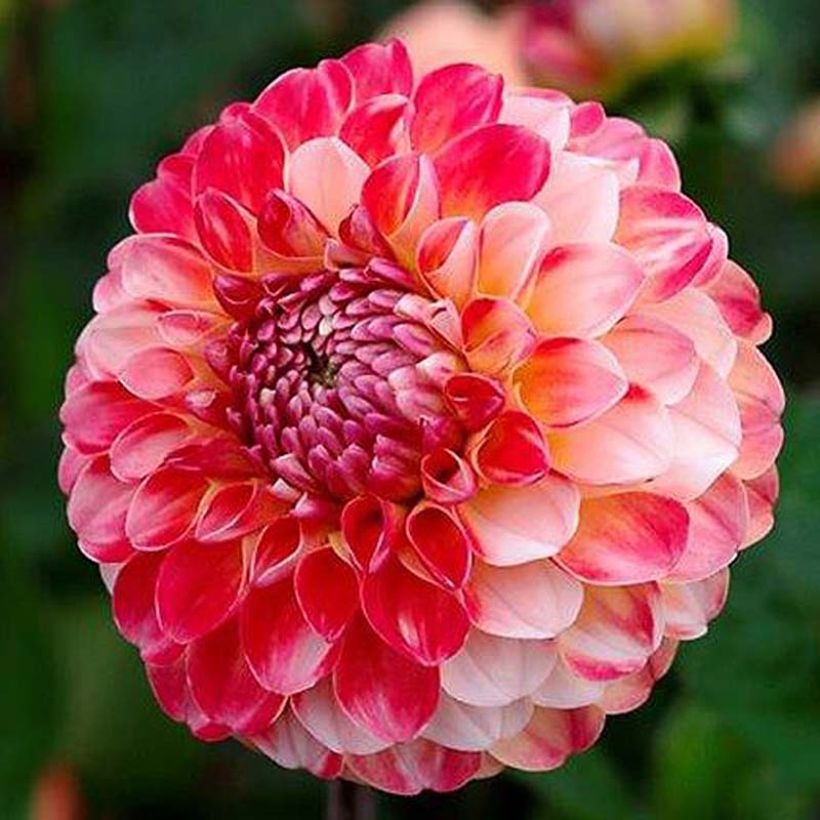 Pompon-Dahlie Hollyhill Calico (Flowering)