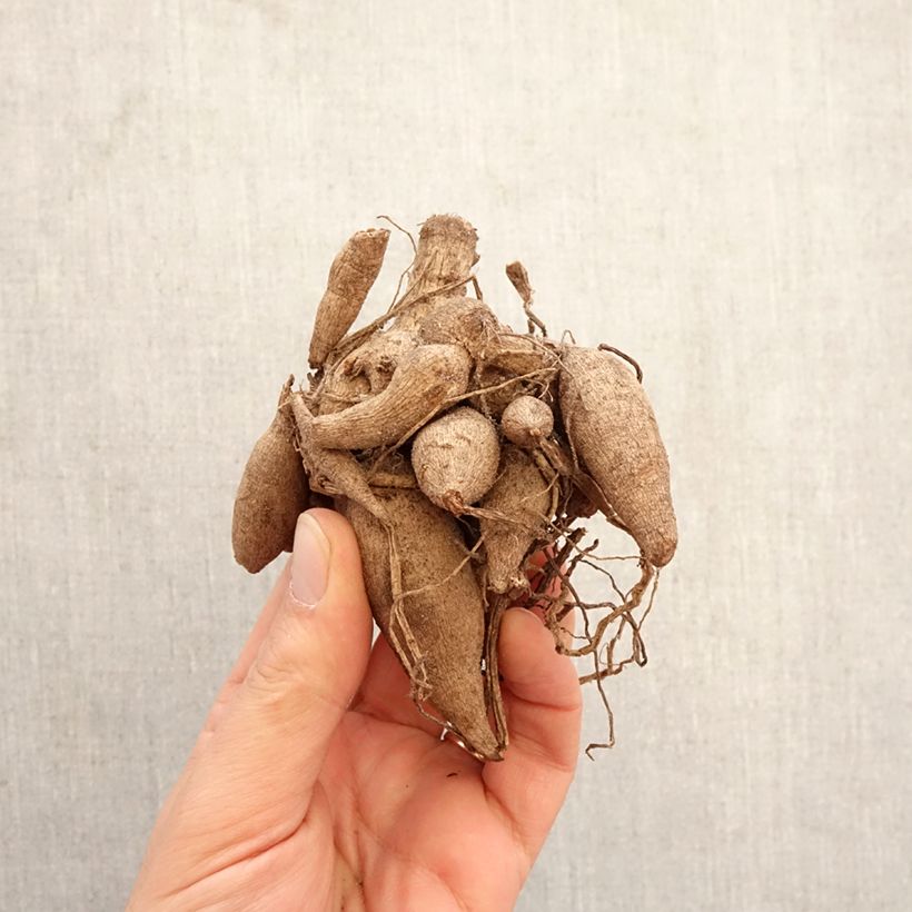 Exemplar von Pompon-Dahlie Linda's Baby Zwiebel Kaliber/Größe I wie im Frühjahr geliefert