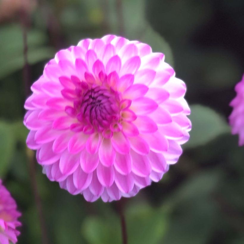 Pompon-Dahlie Martina (Flowering)