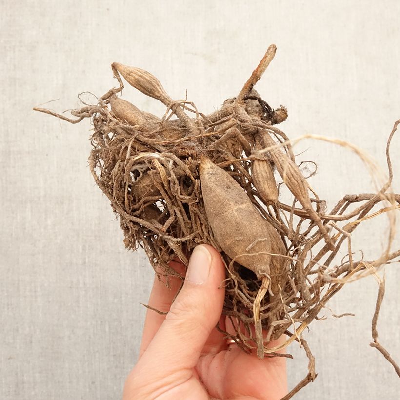 Exemplar von Pompon-Dahlie New Baby Zwiebel Kaliber/Größe I wie im Frühjahr geliefert