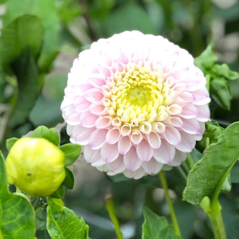 Pompon-Dahlie Pink Pearl (Flowering)