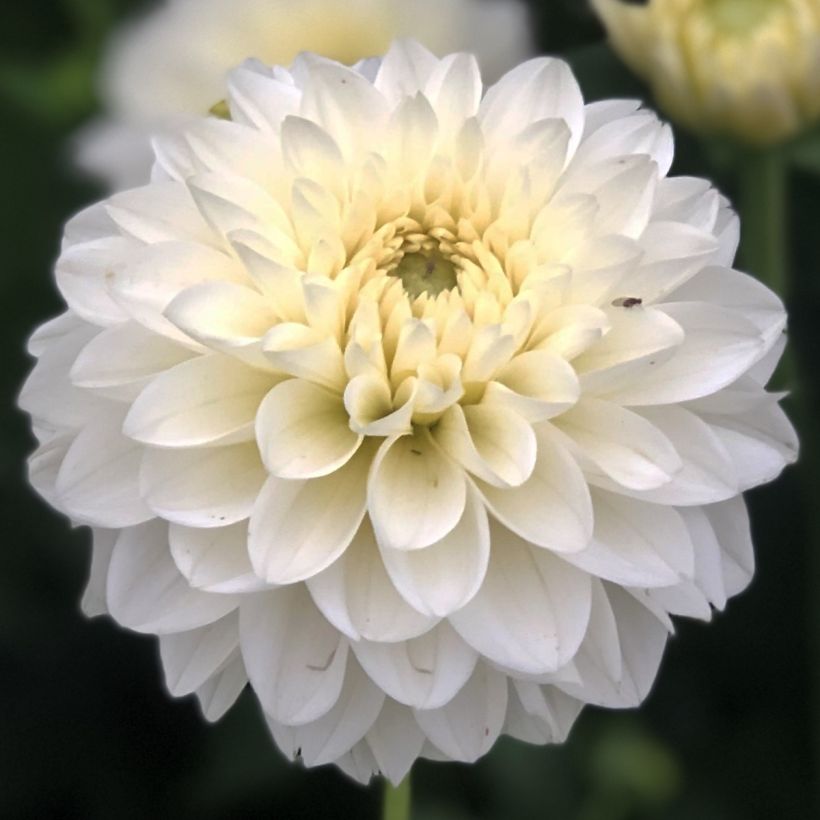 Pompon-Dahlie Polar Ice (Flowering)