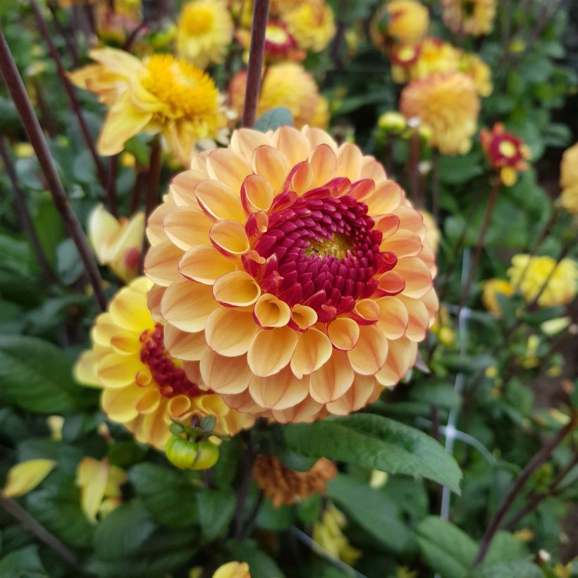 Pompon-Dahlie Summer Haze (Flowering)