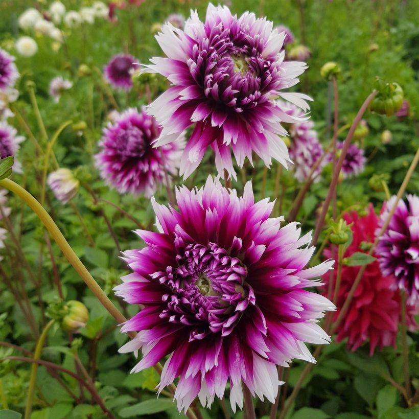 Kaktus-Dahlie Clair Obscur (Flowering)