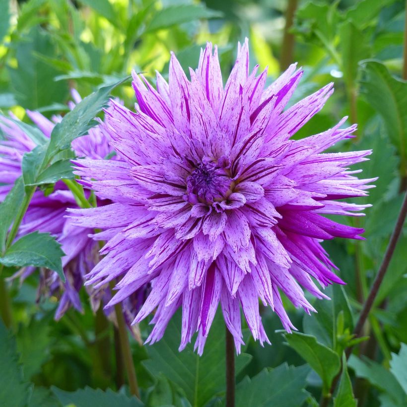 Kaktus-Dahlie Striped Ambition (Flowering)