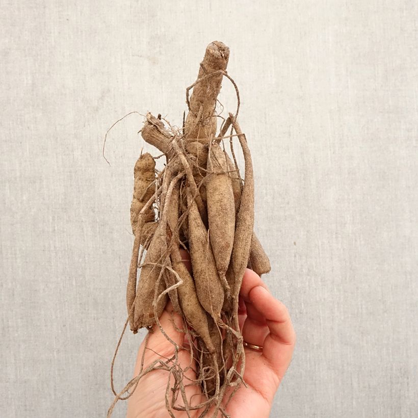 Exemplar von Kaktus-Dahlie Mount Tacoma Zwiebel Kaliber/Größe I wie im Frühjahr geliefert