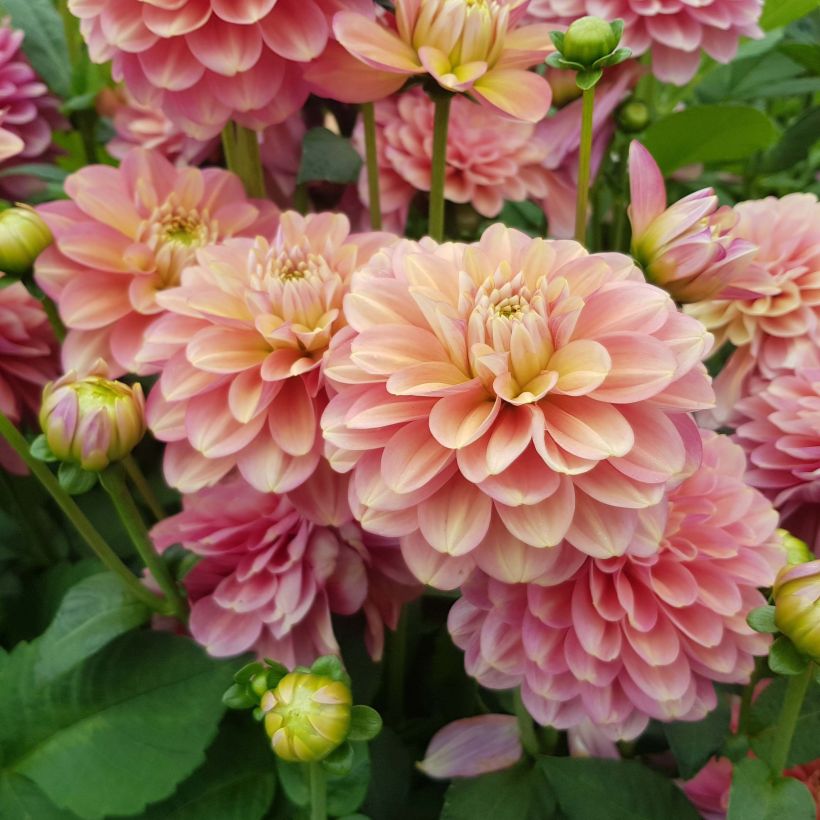 Dekorative Dahlie Milena Fleur (Flowering)