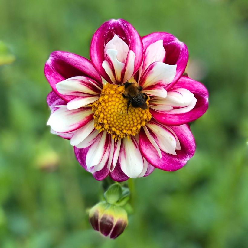 Halskrausen-Dahlie Bumble Rumble (Flowering)