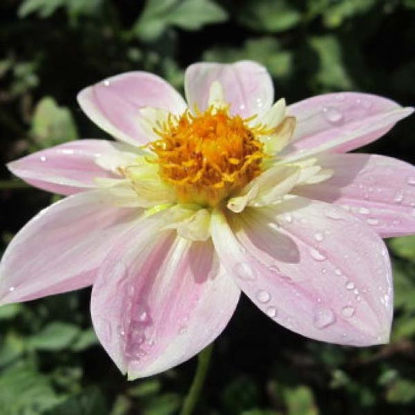 Halskrausen-Dahlie Impression Famoso (Flowering)