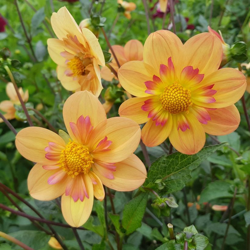 Halskrausen-Dahlie Kelsey Annie Joy (Flowering)