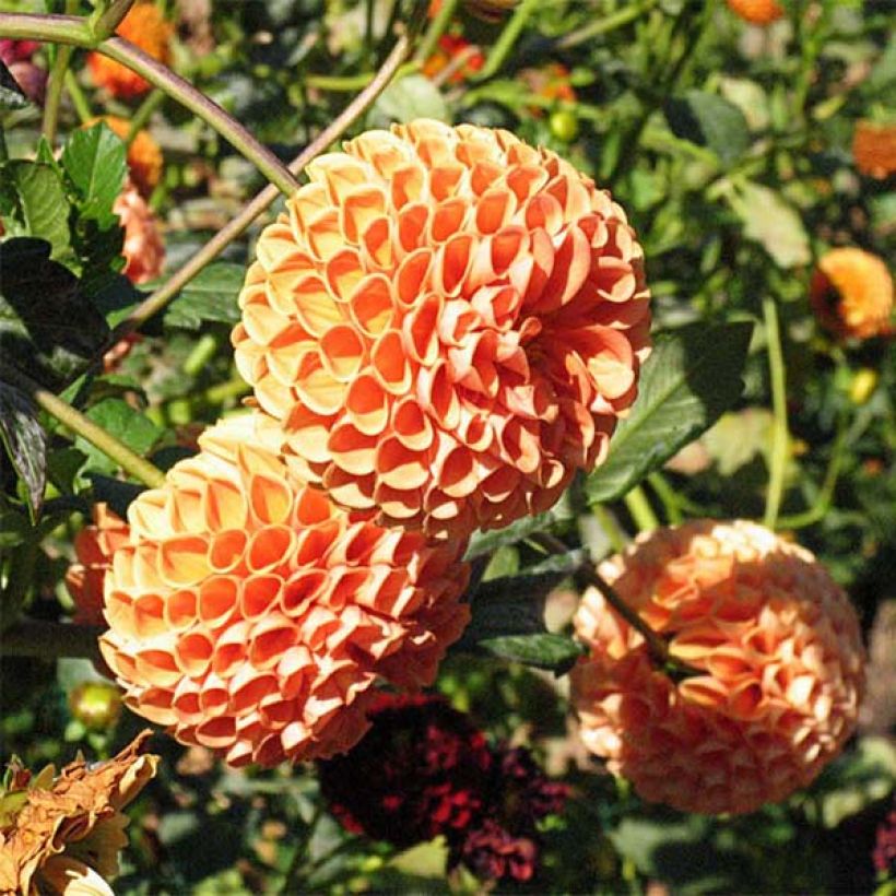 Pompon-Dahlie Cornel Bronz (Flowering)
