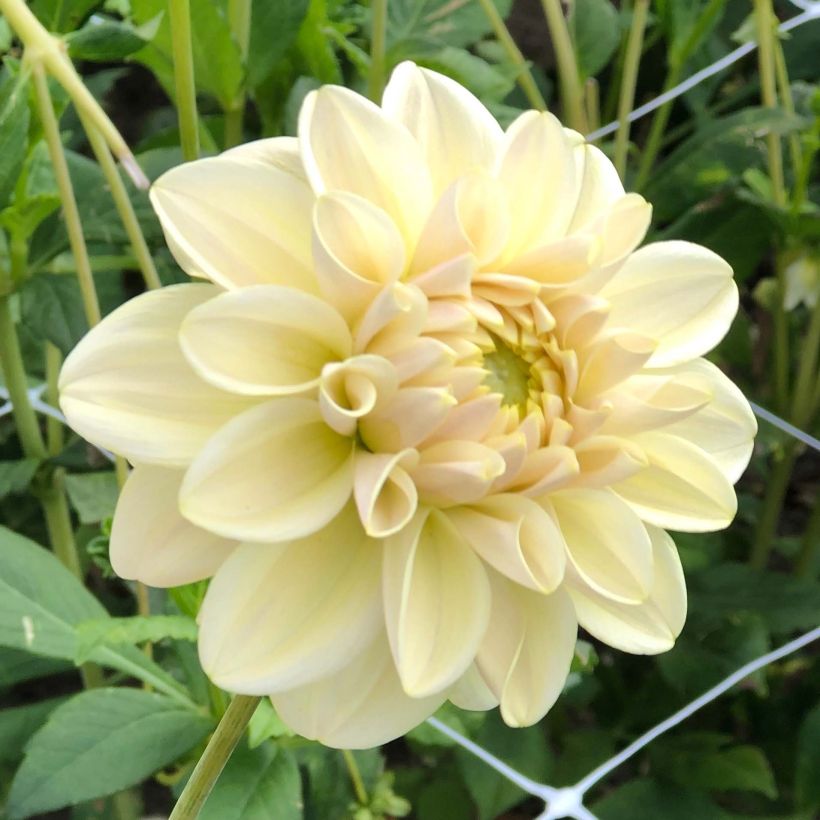 Schmuck-Dahlie Caramel Antique (Flowering)