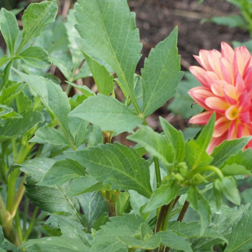 Schmuck-Dahlie Crazy Legs (Foliage)