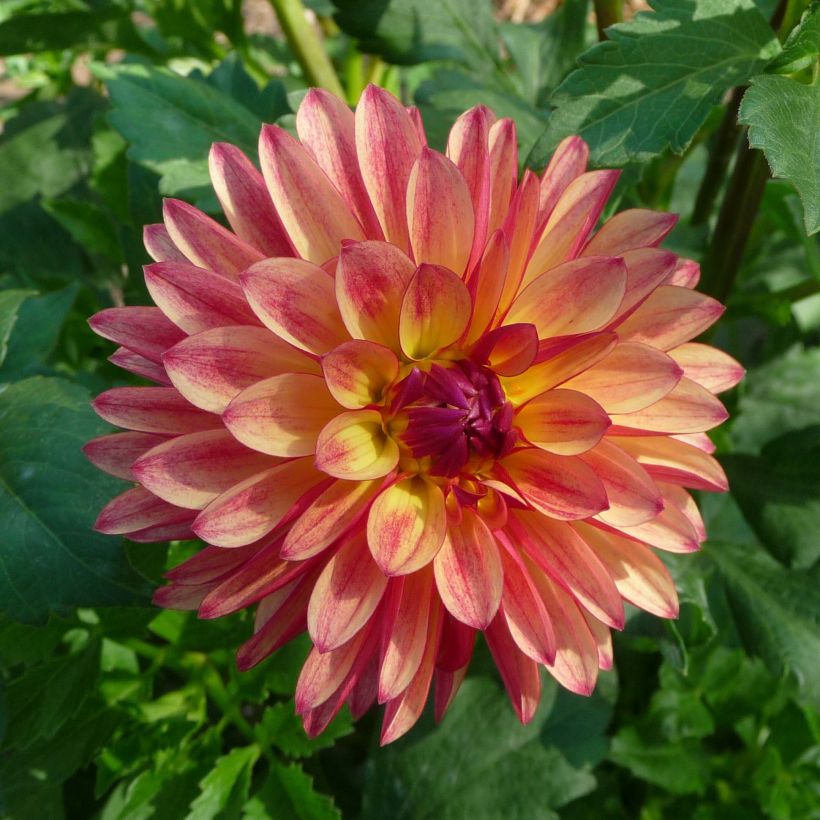 Schmuck-Dahlie Crazy Legs (Flowering)