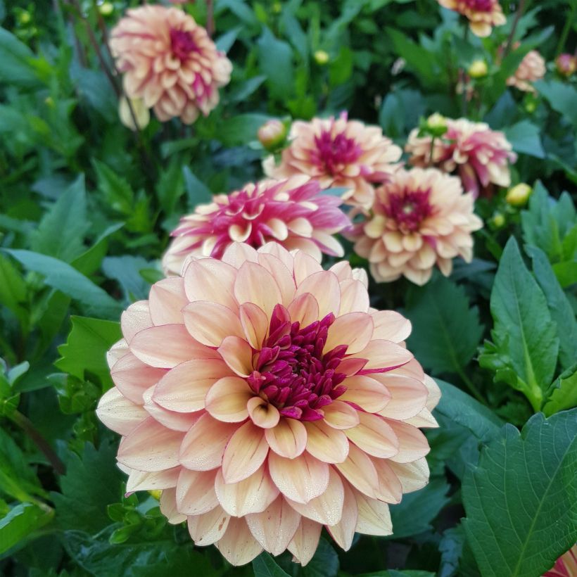Schmuck-Dahlie Crème de Cognac (Flowering)