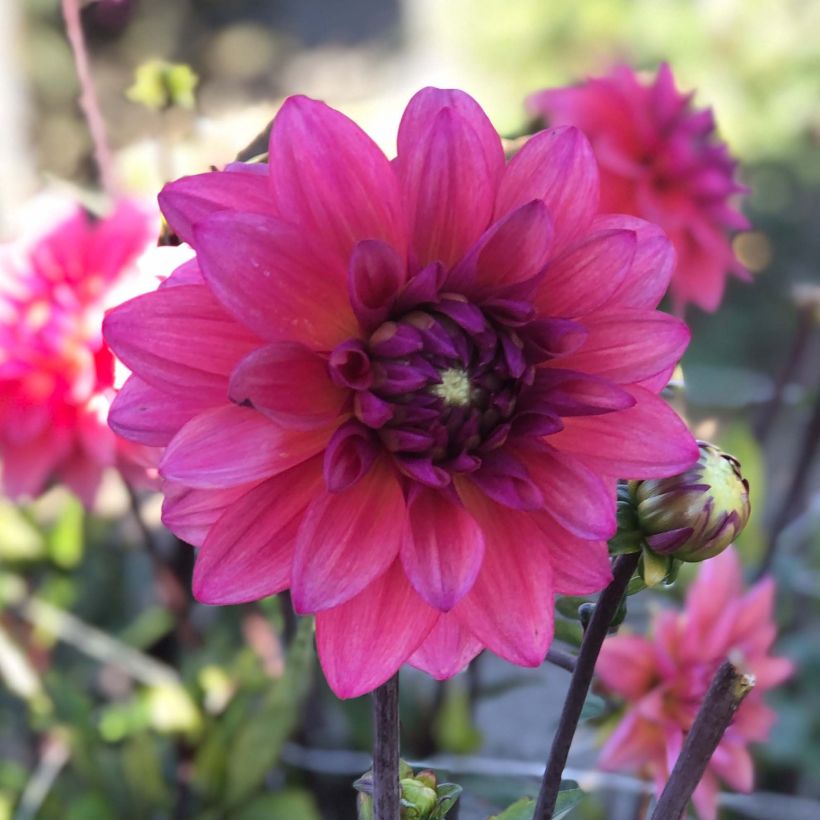 Schmuck-Dahlie Féline Yvonne (Flowering)