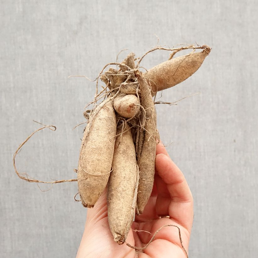 Exemplar von Schmuck-Dahlie Karma Serena Zwiebel Kaliber/Größe I wie im Frühjahr geliefert