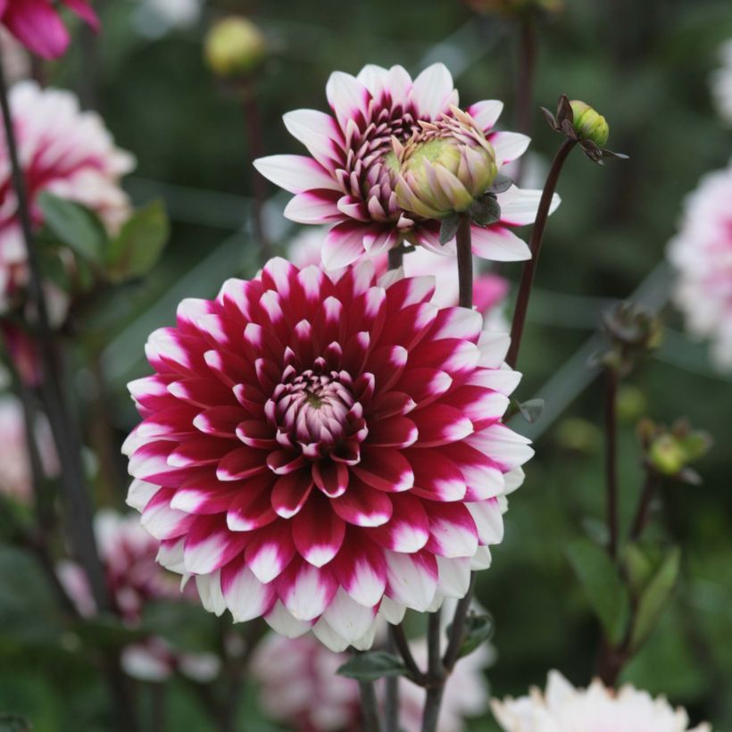 Schmuck-Dahlie Karma Yin Yang (Flowering)