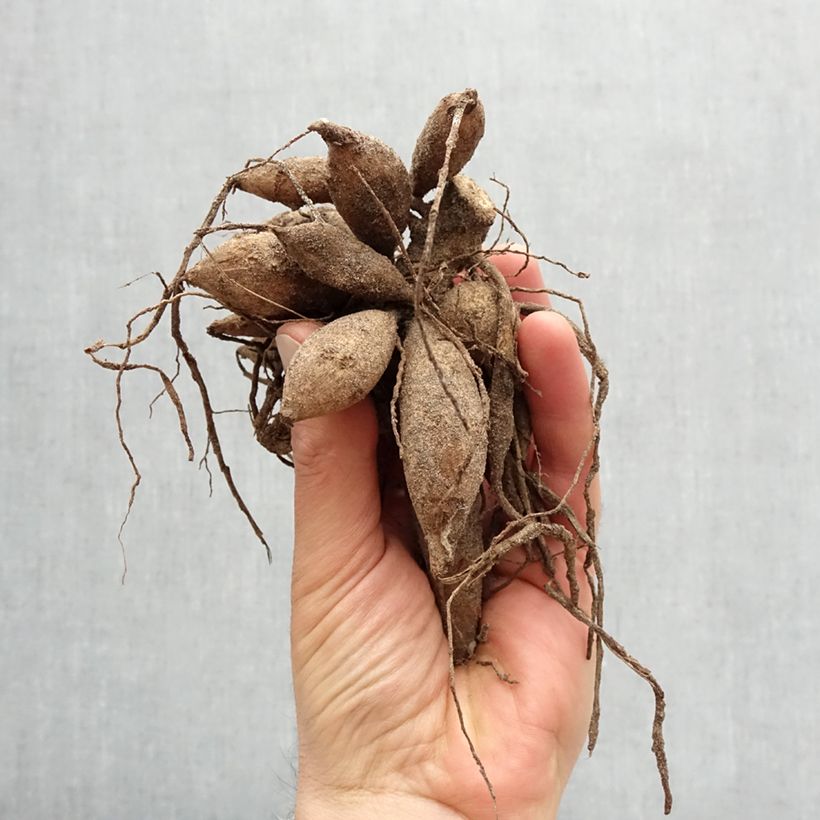 Example of Schmuck-Dahlie Mats Zwiebel size I as you get in printemps