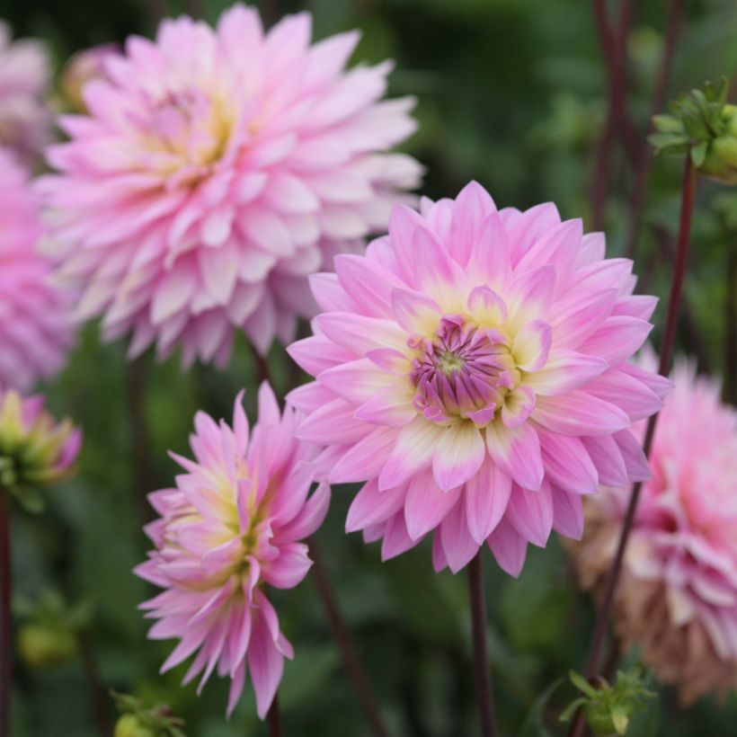 Schmuck-Dahlie Miss Delilah (Flowering)